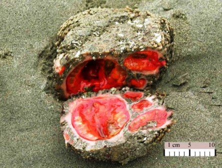 pyura chilensis