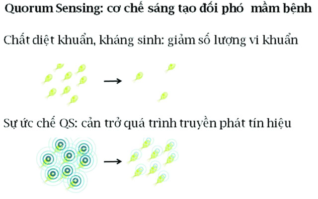 cơ chế quorum sensing