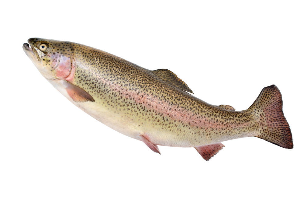 cá hồi vân, cá hồi, Rainbow Trout (Oncorhynchus mykiss), Rainbow Trout, Oncorhynchus mykiss