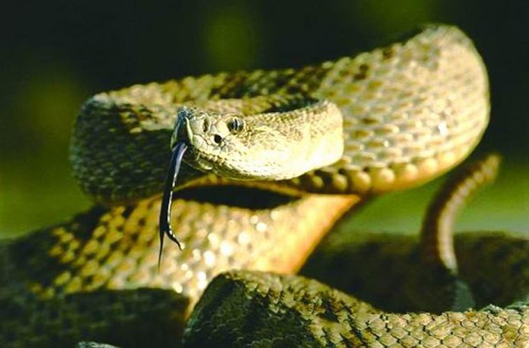 Rattlesnake là loài ăn thịt, thức ăn chủ yếu của chúng là chim và động vật thuộc bộ gặm nhấm.