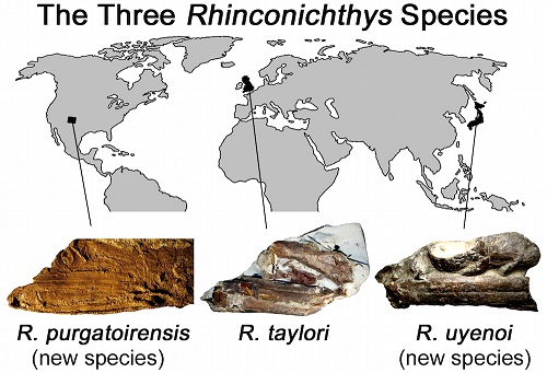 Rhinconichthys