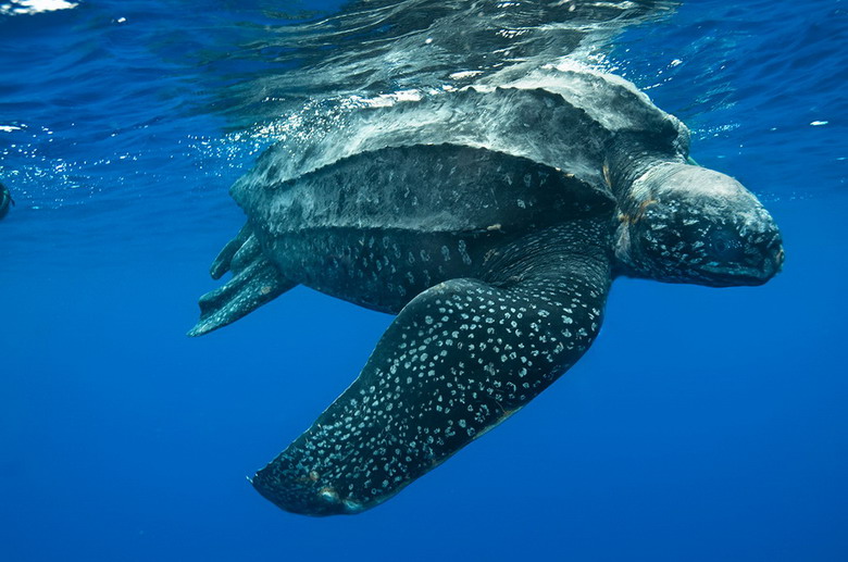 Rùa da khổng lồ (Dermochelys coriacea).