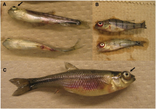 Spring Viremia of Carp, SVC trên cá, bệnh trên cá, bệnh virus trên cá