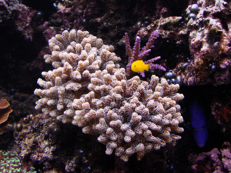 San hô cành đa mi (Pocillopora damicornis).