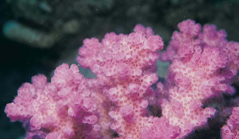  San hô cành sần sùi (Pocillopora verrucosa).