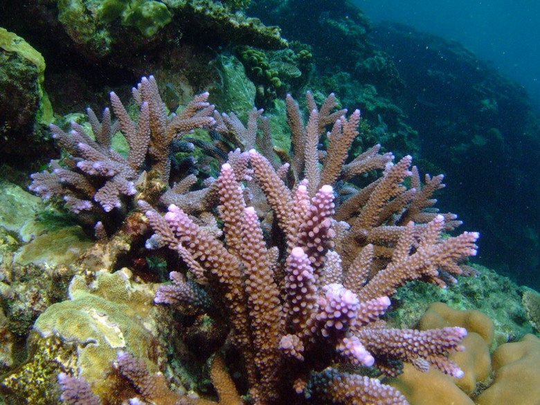 San hô lỗ đỉnh no-bi (Acropora nobilis).