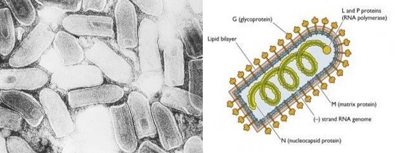 bệnh lở loét trên cá lóc, virus gây bệnh lở loét trên cá lóc