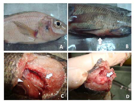 Streptococcus agalactiae in fish, bệnh do Streptococcus agalactiae trên cá