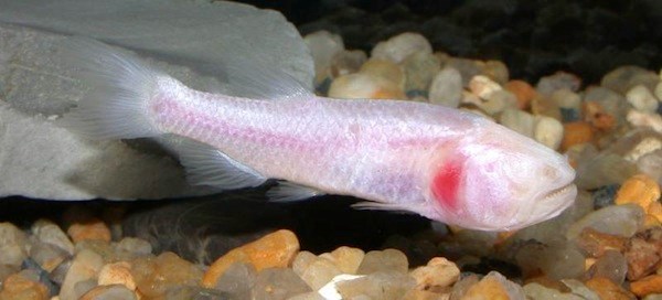 Stygichthys typhlops