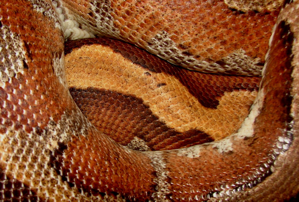 Do màu sắc này, tên gọi quốc tế thông dụng của trăn cộc là "trăn máu" (blood python).