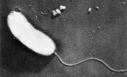 Vibrio anguillarum