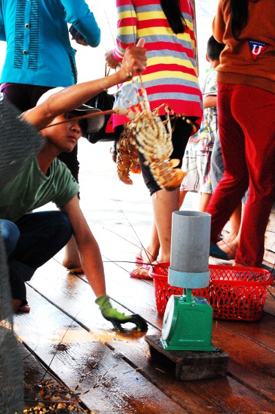 Thương lái mua tôm hùm ngay trên bè của các ngư dân. (Hình: Ngọc Quân/Người Việt)