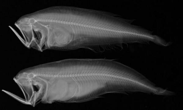 Loài cá Wedgetail Trigger có bộ xương chậu và xương lưng cực kỳ lạ. 