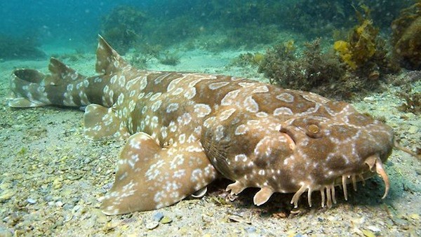 Wobbegong