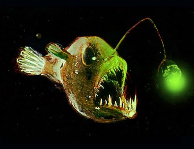 Chiếc “cần câu” của cá Wolftrap khiến con mồi tự lao vào miệng chúng. (Ảnh: blogspot.com)