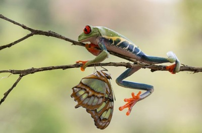 Thân hình có lớp da màu xanh giúp cho đôi mắt đỏ của ếch cây ngụy trang thành màu của cây cỏ, che mắt côn trùng và những động vật săn mồi ăn thịt.
