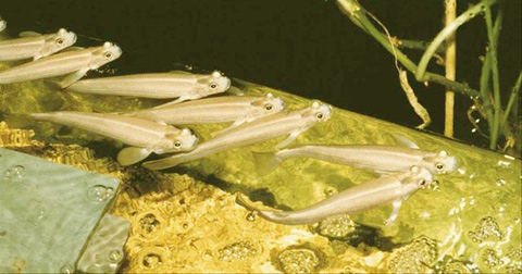 Thức ăn của 