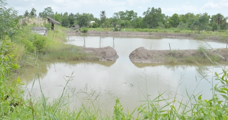 ao tôm hoang tàn