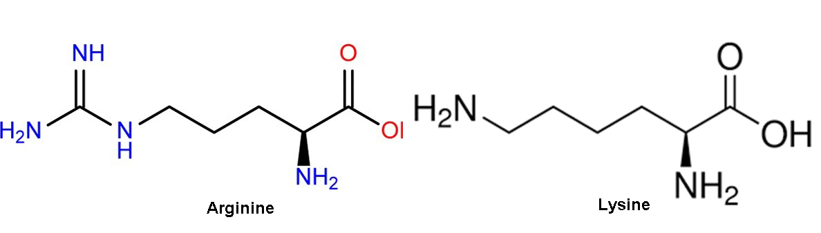 Lysine, Arginine, acid amin, động vật thủy sản, acid amin với tôm, tôm, tôm càng xanh