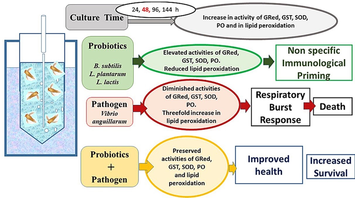 B. subtilis, L. plantarum, L. lactis , Brine-Shrimp - Artemia nauplii, Brine-Shrimp, Artemia nauplii, miễn dịch artemia