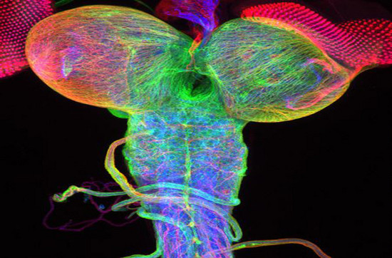 Não bộ của ấu trùng ruồi giấm. Các đĩa phân sinh mắt, những cụm tế bào sẽ hình thành mắt ở ruồi giấm trưởng thành có thể được nhìn thấy ở phía trên cùng của bức ảnh.