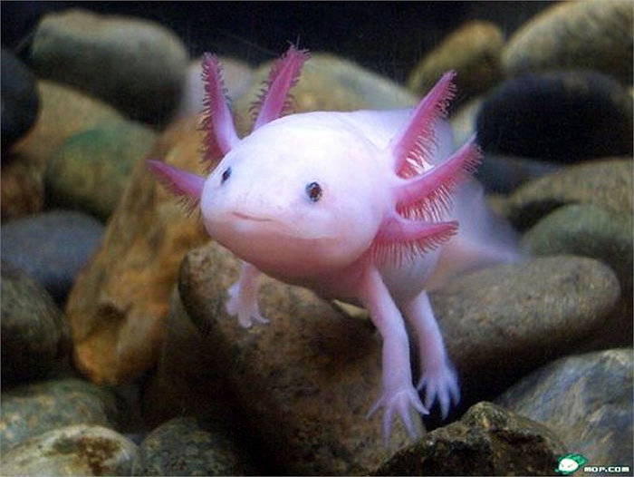Loại động vật này có cái đầu kỳ lạ với những cái sừng nhỏ và có chân dù sống dưới nước