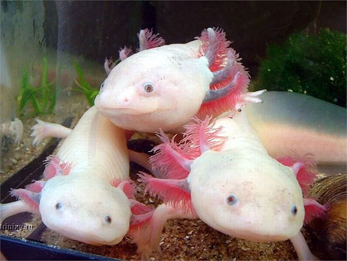 Axolotl