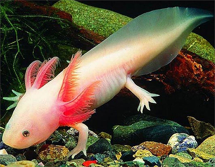 Axolotl