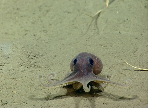 This baby octopus is exploring the ocean floor of Veatch Canyon, off the coast of Nantucket, Massachussetts, USA.