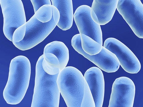 Bacillus coagulans, probiotics trên cá, probiotics trên cá diếc