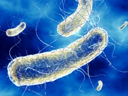 Probiotic tốt cho tôm, bacillus licheniformis, bacillus spp