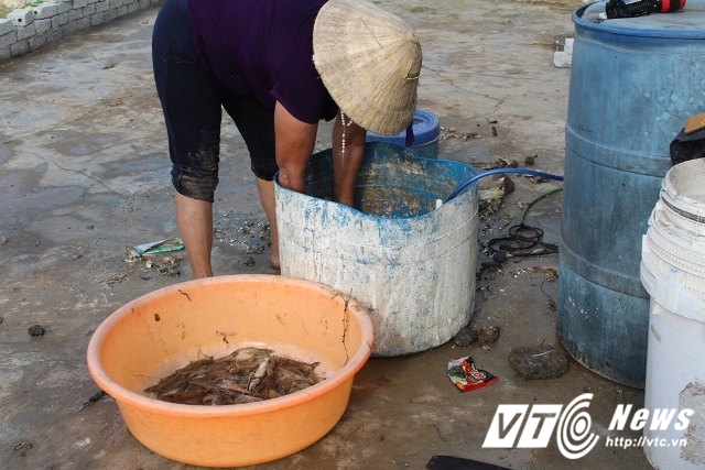 nuôi tôm mùa mưa bão, nuôi tôm mùa bão, nuôi tôm, nuôi trồng thủy sản, thuỷ sản thiệt hại do mưa bão