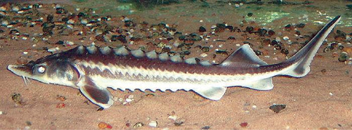 bảo vệ cá tầm