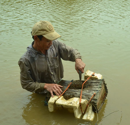 bắt cá bằng tay