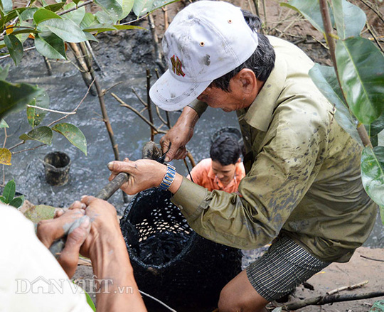 Bắt cá đồng ở Miền Tây