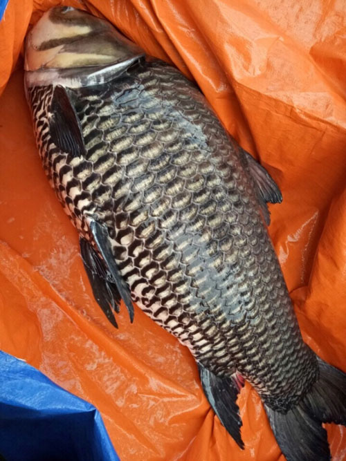 Bắt được cá "khủng trên sông Đồng Nai