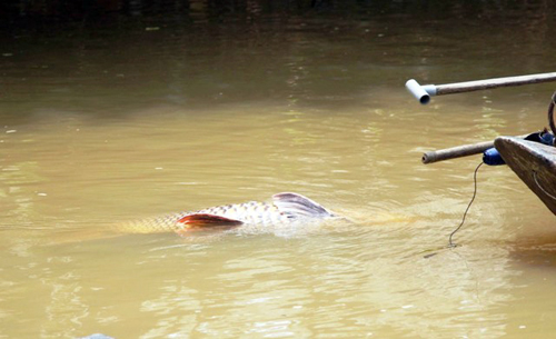 Bắt được cá "khủng trên sông Đồng Nai