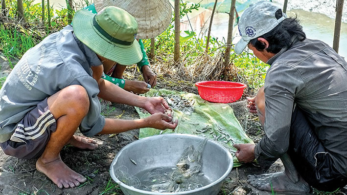 bắt cá lòng tong, cá lòng tong, bắt cá lòng tong, cá lòng tong kho