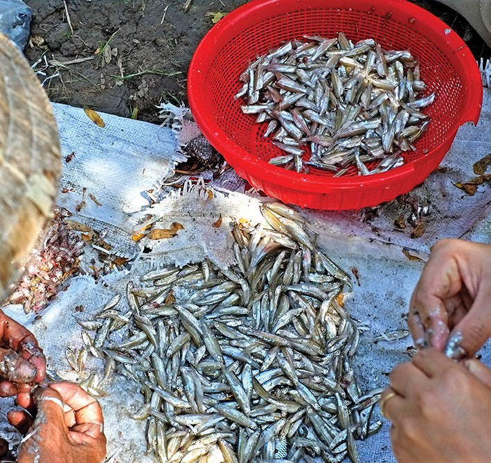 Thú nuôi cá hải tượng của đại gia Việt