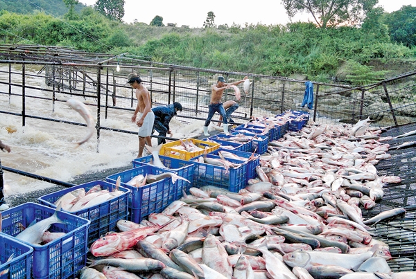 Bắt cá tây Nguyên