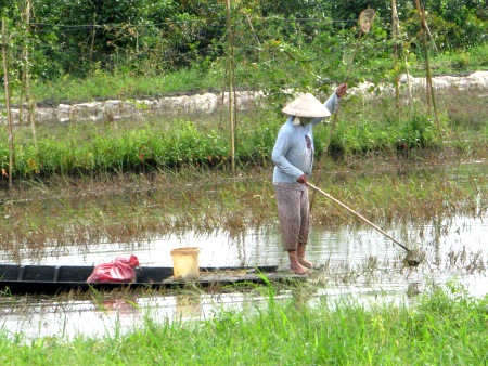 bat oc buou vang tren ruong