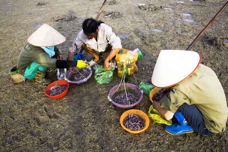 Bắt sá sùng, bắt sá sùng Quảng Ninh, Bắt sá sùng đem, cảnh bắt sá sùng đêm