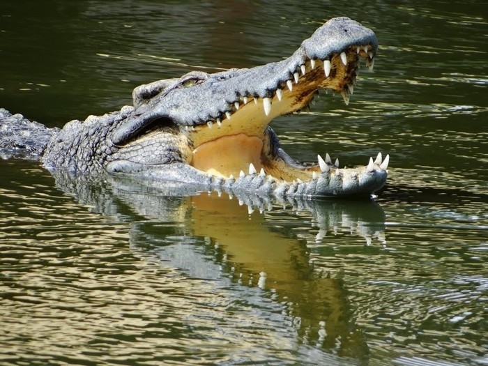 cá sấu, bàu sấu, cá sấu ở bàu sấu, đầm lầy nhiều cá sấu nhất Việt Nam