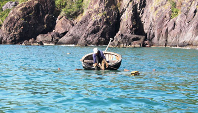 bẫy tôm hùm giống