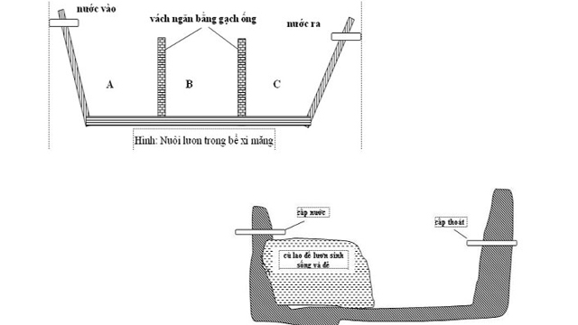 kỹ thuật nuôi lươn, nuôi lươn trong bể xi măng, nuôi lươn trong ao lót bạt, nuôi lươn