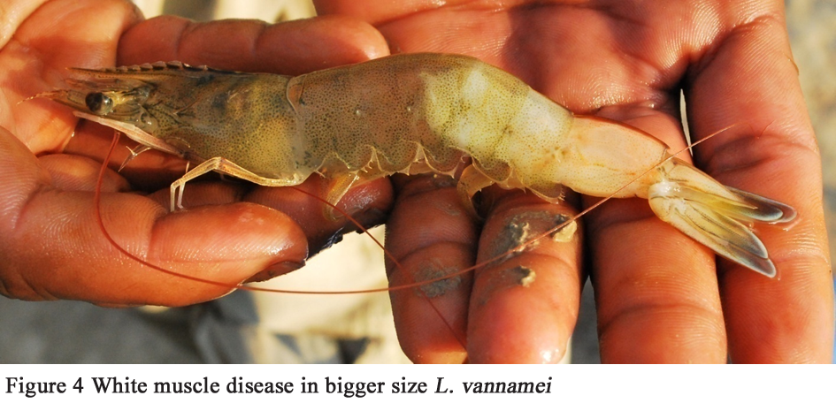 White muscle in shrimp, bệnh trắng cơ trên tôm, bệnh cơ trên tôm