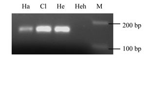 bệnh trên cua, bệnh do ký sinh trùng trên cua, bệnh do hematodinium trên cua