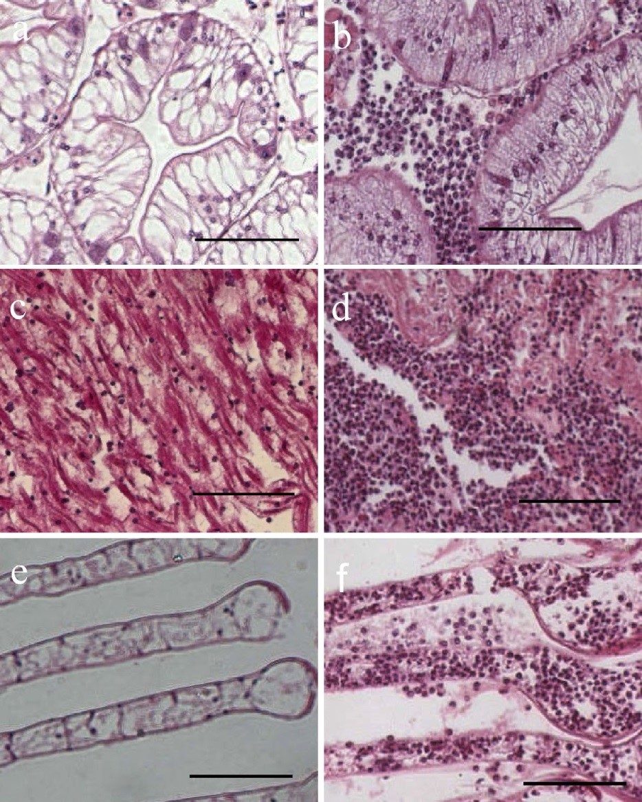 bệnh trên cua, bệnh do ký sinh trùng trên cua, bệnh do hematodinium trên cua