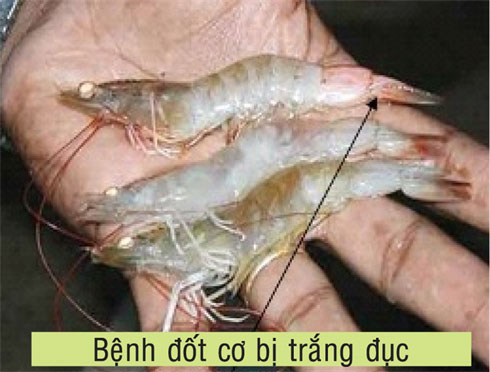 benh cong than duc co