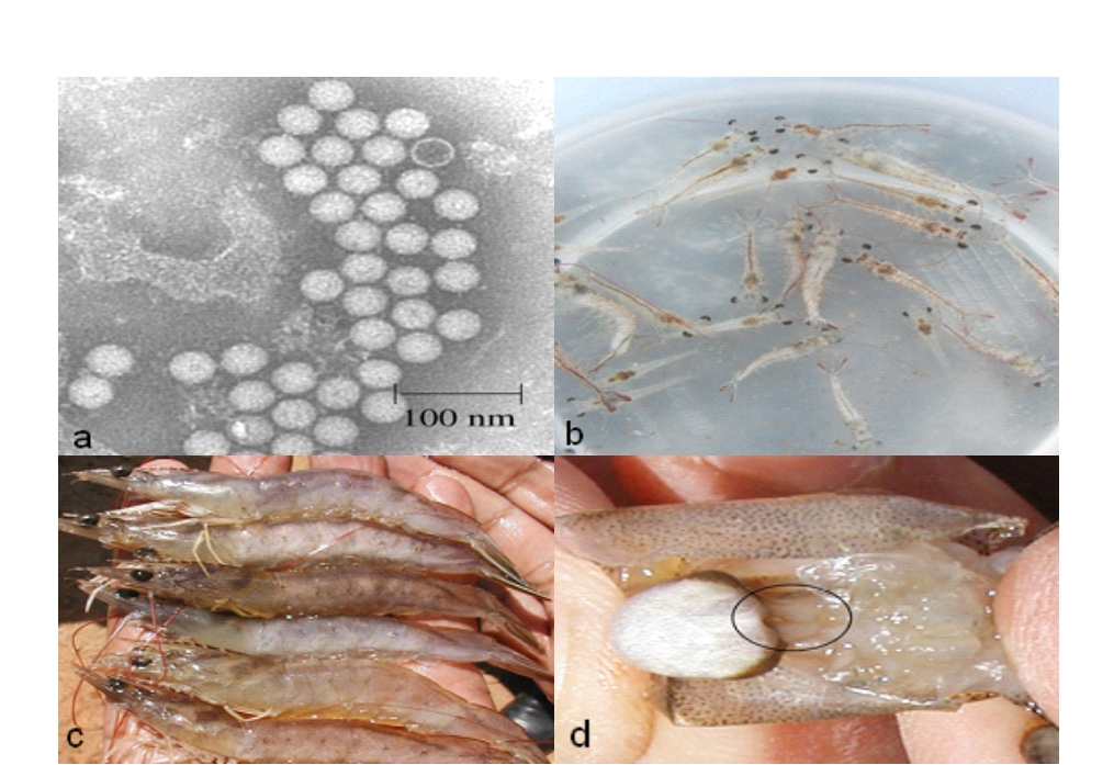 bệnh hoại tử cơ trên tôm thẻ do IMNV, bệnh hoại tử cơ do IMNV, bệnh cơ trên tôm